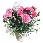 カーネーション（ピンク）