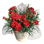 カーネーション（レッド）