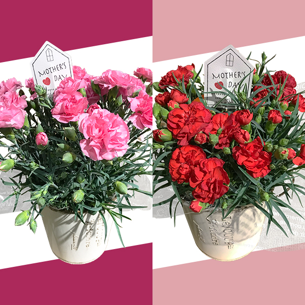 カーネーション